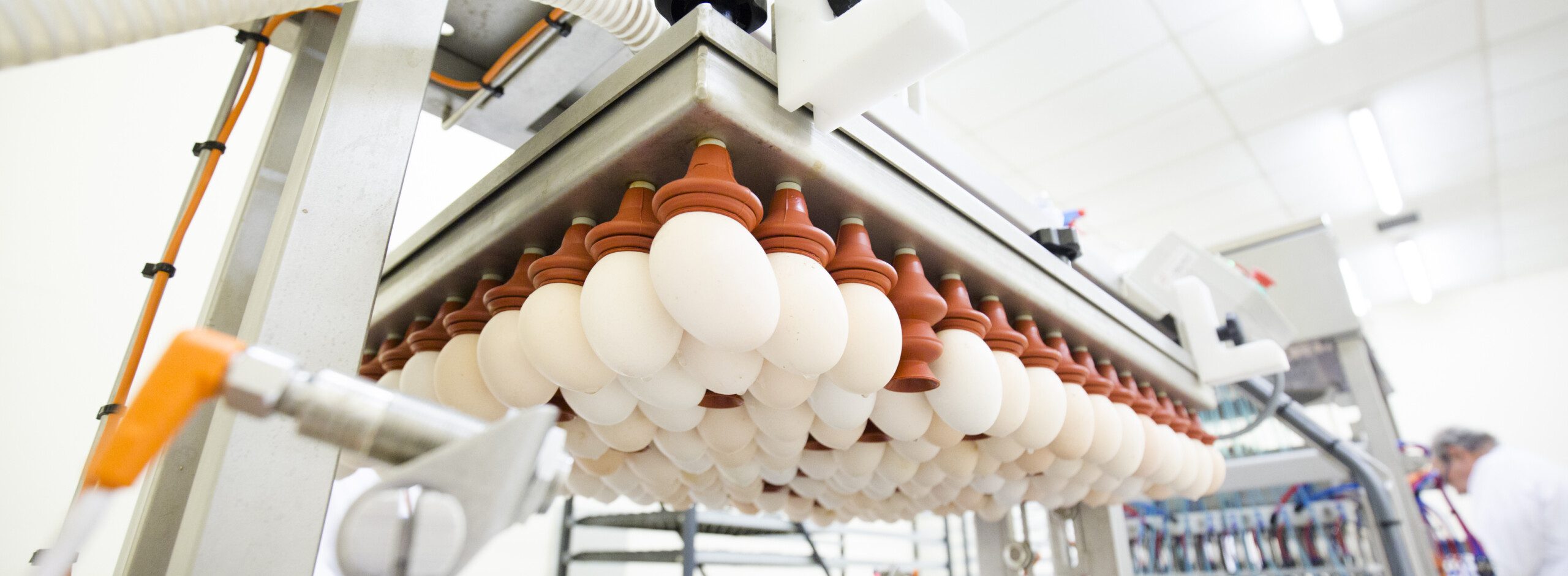 Egg_suction_cup