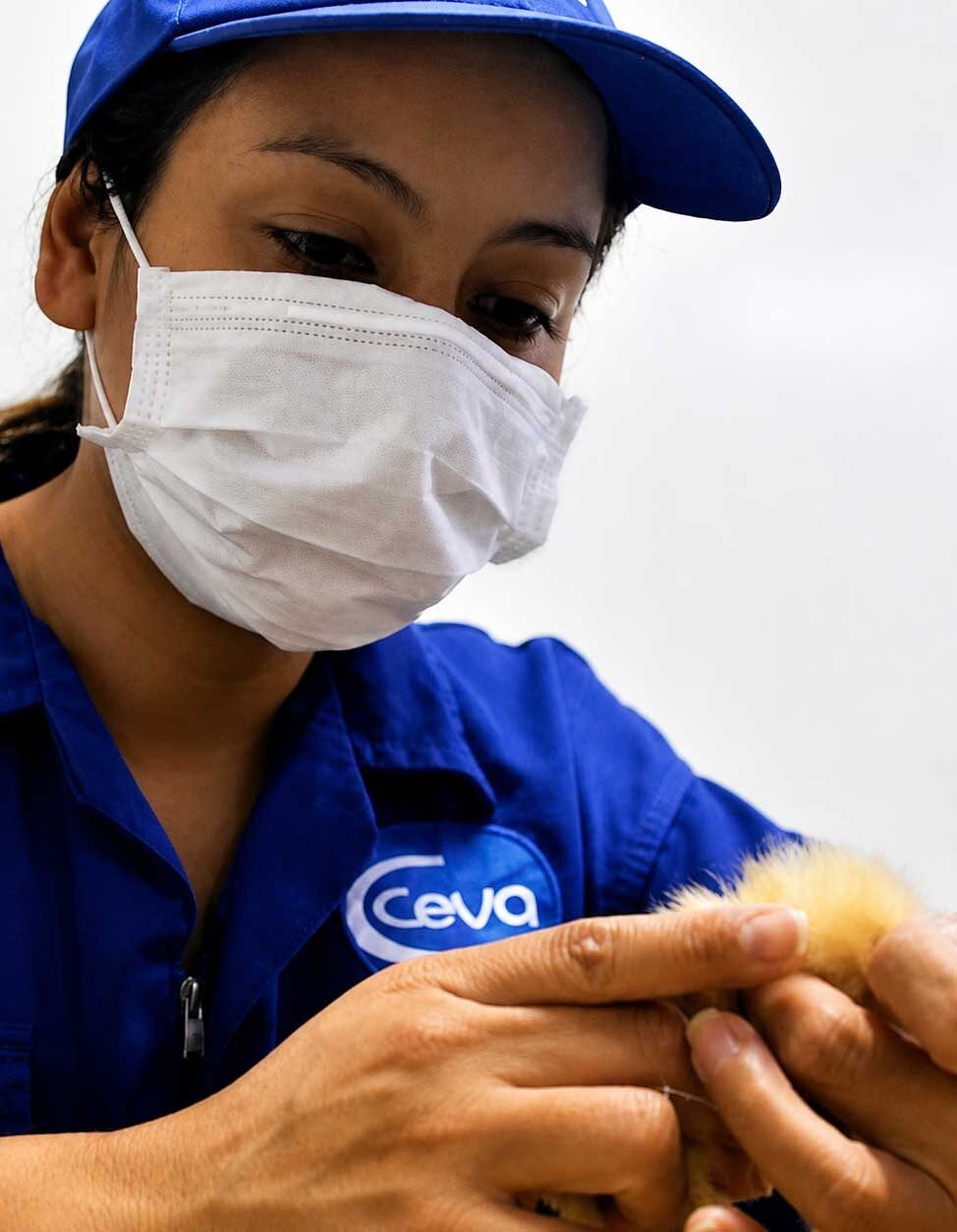 Especialista de Ceva en planta de incubación